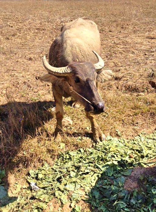 Inle Lake Trek ox - The Best Travel App Out There - The Only One Needed After Booking Flight And Hotel